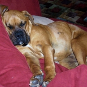 Sleeping Cooter