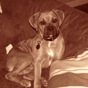 Puppy on the couch