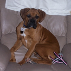 Puppy on recliner