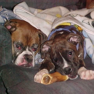 Otis babysitting Otto again