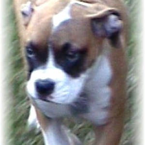 Abby @ 13 weeks