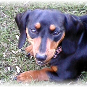 Petals - our dachshund @ 1 year...
