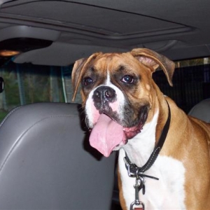 After the Dog Park
