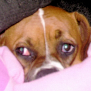 Sleepy Laila