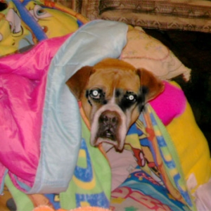 Sweet Taz