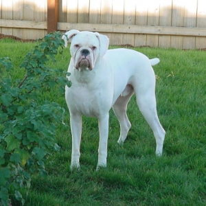 My Arley
