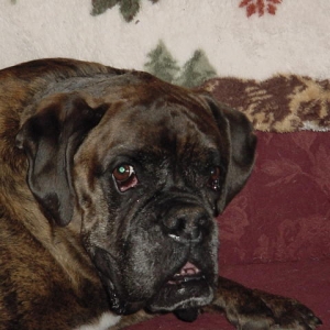 My Coop