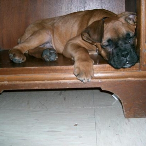 Julius as a Puppy sleeping in the nightstand