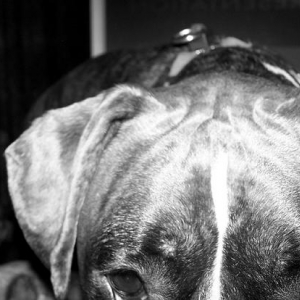 Black and white of Ruca close up