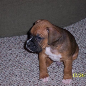 Our first day with Wilson(Christmas Eve)
