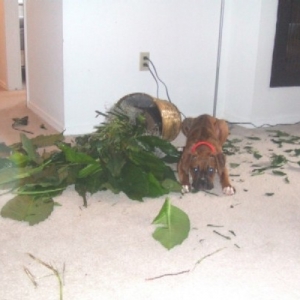 DEATH TO THE PLANT