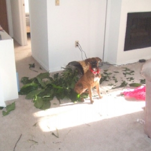 The Day the Plant Died