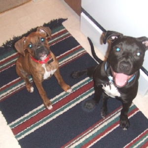 Kaybie (boxer) & Kaylah (pit)