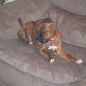 Wild Puppy!!!