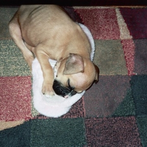 sleepyslipper