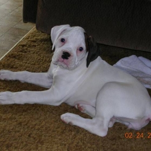 whitepuppy