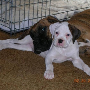 whitepuppy