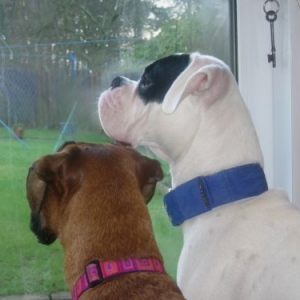 Squirrel watching