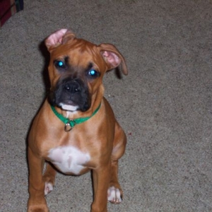 floppy_ear