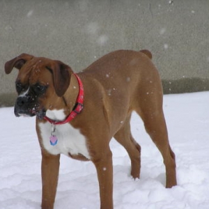 Lola loves snow