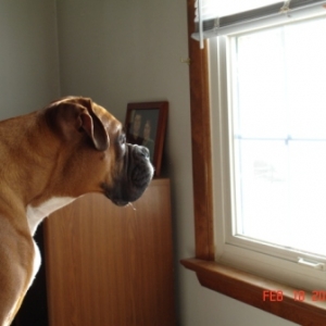 Looking Out The Window