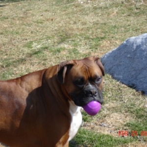The Purple Ball