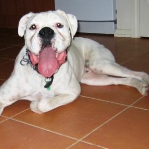 Bomber cooling off on the tiles
