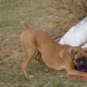Zoey Loves To Play!