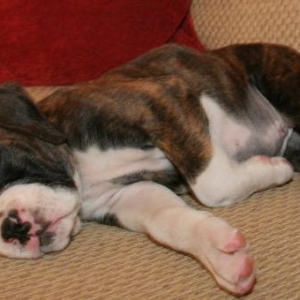 sleeping beauty