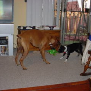 Beau and new sister Desty