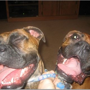 BFF