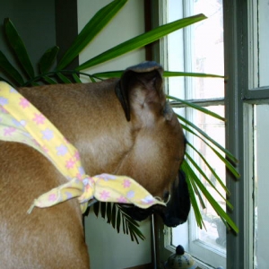 Watching the action