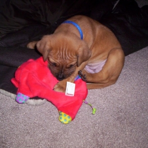 Cali's first toy
