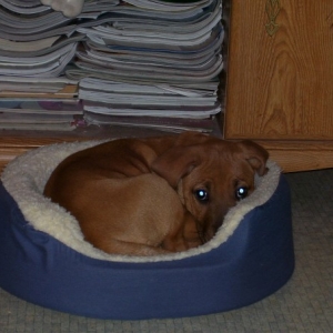 Cali- 13 wks old