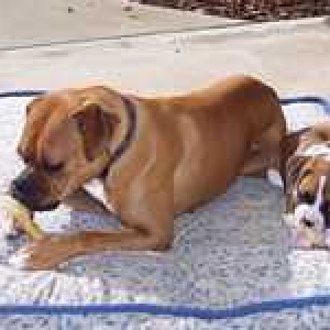 Dillon and Darby 9 1/2 weeks