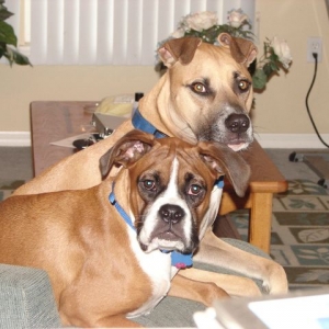 Handsome Boys