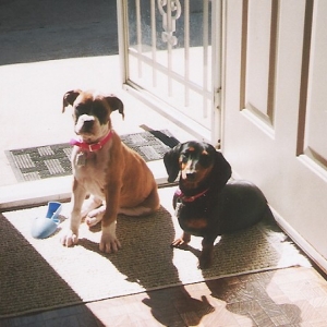 Abby & Petals - sunbathing in the doorway.