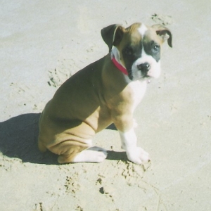Abby at the beach