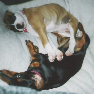 Abby & Petals - after a long, fun day at the beach.