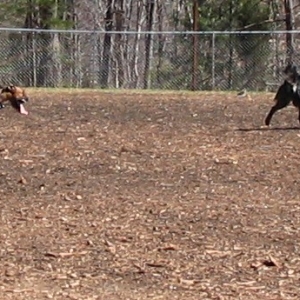 barkpark03
