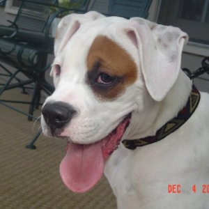 Sarge Warge