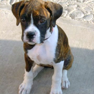 My new puppy Lola