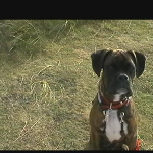 bruno