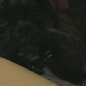 Bruno