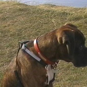 Bruno