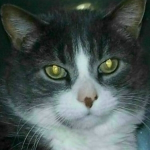My big boy Sook