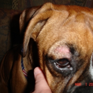Zoey's D-Mange Shot #1