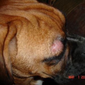 Zoey's D-Mange Shot #4