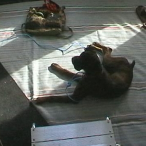 Bruno