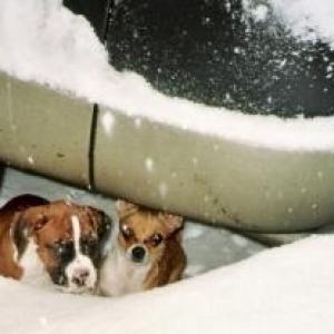 Big Snow Lil' Pups